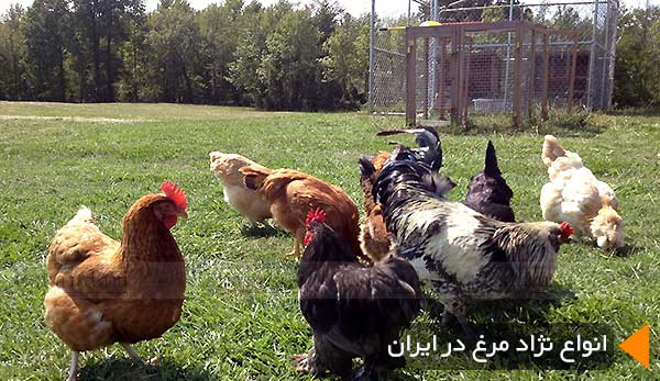 انواع نژاد مرغ در ایران