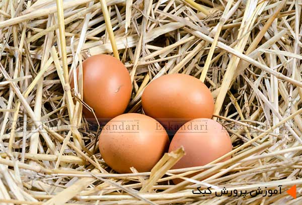 تولید تخم نطفه دار برای جوجه کشی