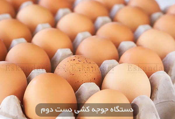 زمان لازم برای تولید تخم مرغ