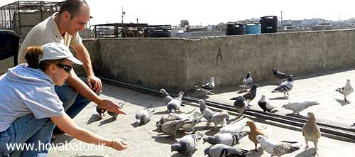 کبوتر بازی در ایران
