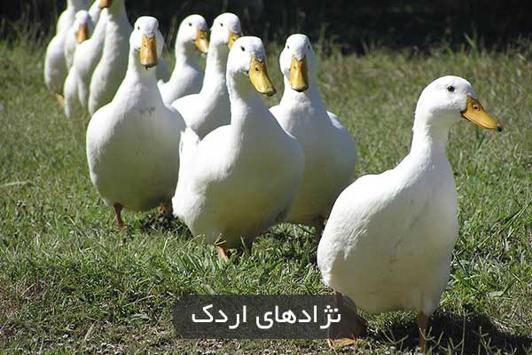 نژادهای اردک