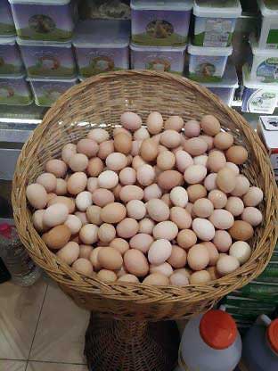 فروش تخم نطفه دار