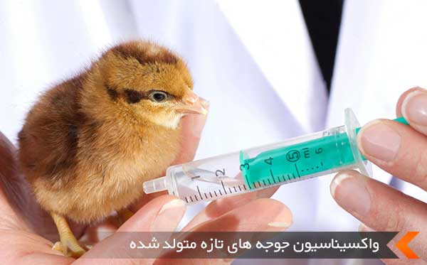 واکسیناسیون جوجه های تازه متولد شده