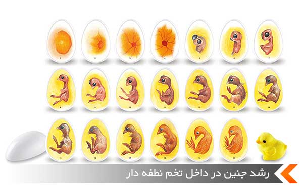 رشد جنین در داخل تخم نطفه دار