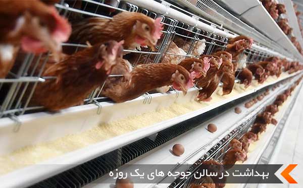 بهداشت در سالن های مرغ تخمگذار