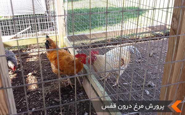 پرورش مرغ درون قفس