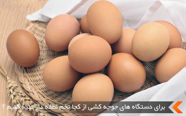برای دستگاه های جوجه کشی از کجا تخم نطفه دار تهیه کنیم ؟
