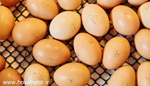 بهسازی تخم مرغ های جوجه کشی