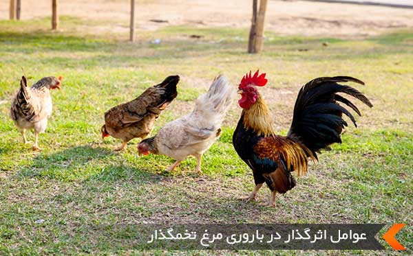عوامل اثرگذار در باروری مرغ تخمگذار