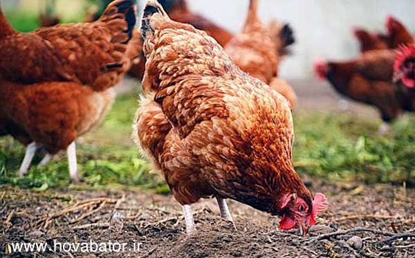شرایط محیطی ایده آل برای پرورش مرغ تخمگذار
