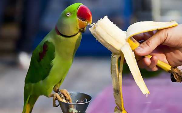 سبزیجات مضر برای پرندگان زینتی