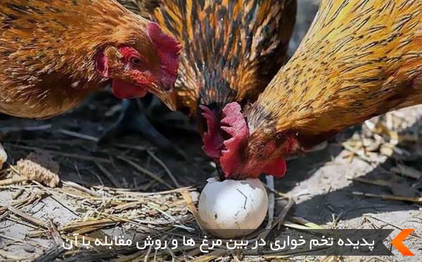 پدیده تخم خواری در بین مرغ ها و روش مقابله با آن